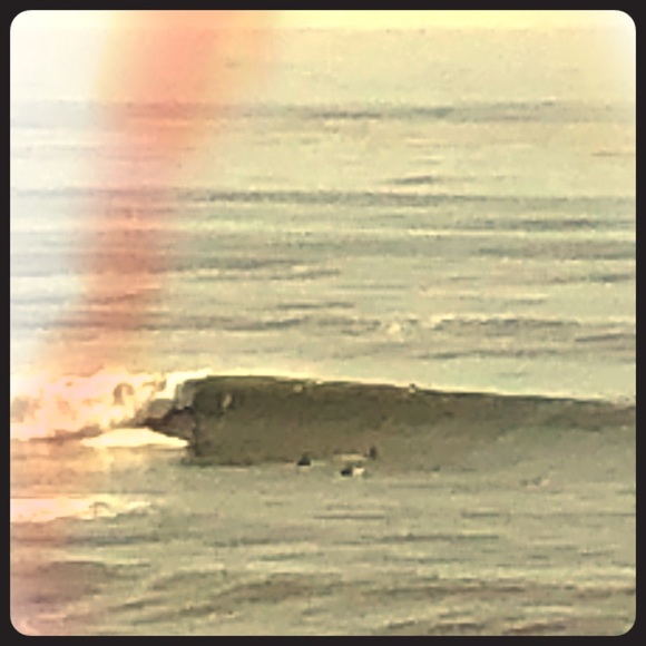 Adorkable AlleyCat - Picture 3 of 3